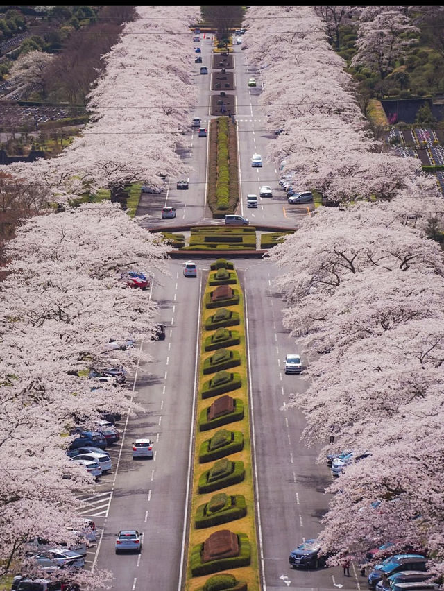【静岡　富士霊園】知られざる美しさ桜スポット
