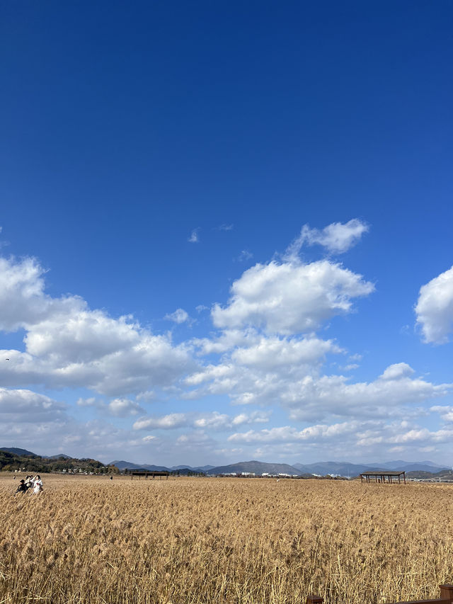 Suncheon Bay Reserve ชุนชอน