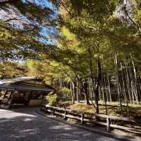 Serene Escape at Arashiyama Bamboo Forest