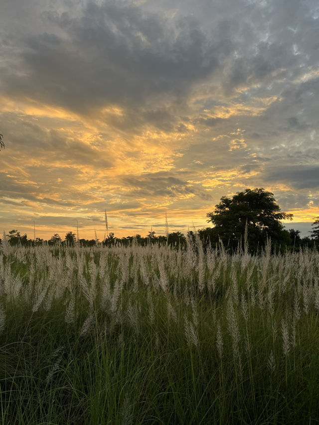 Kans Grass in Nay Pyi Taw 🌾