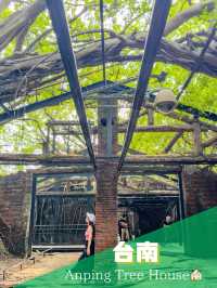 【台南】🌿自然と歴史が織りなす幻想空間！安平樹屋の魅力🌿 