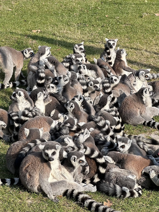 A Wild Adventure at Shanghai Wild Animal Park