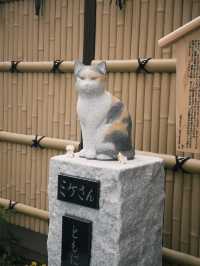 You must visit Atami for the Earliest Sakura near Tokyo! 