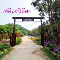 เดินเหมือง ชมปลาคาร์พ