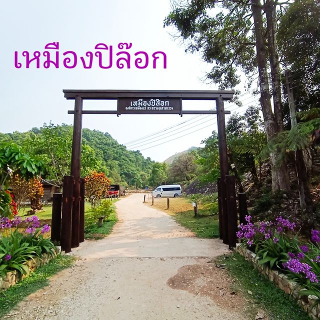 เดินเหมือง ชมปลาคาร์พ