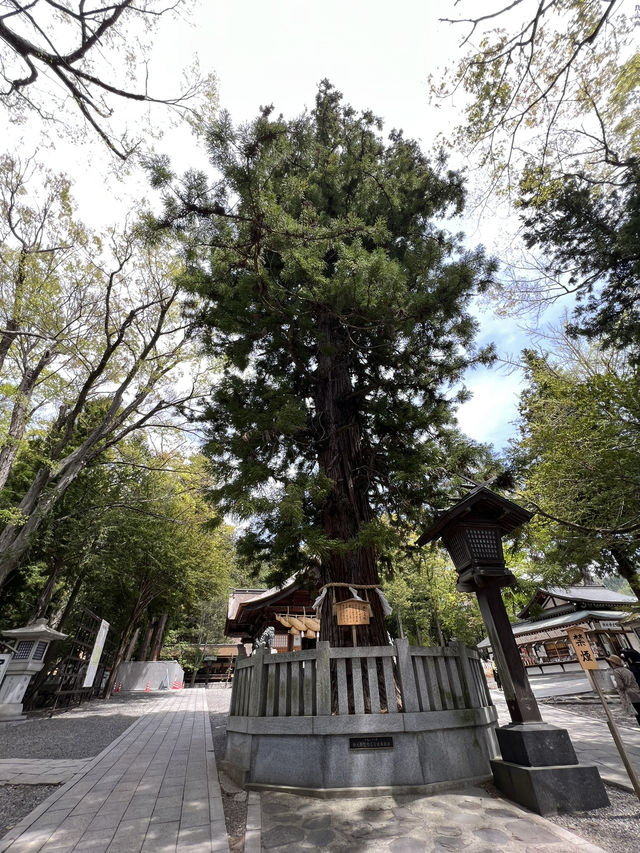 【長野】諏訪大社四社めぐり
