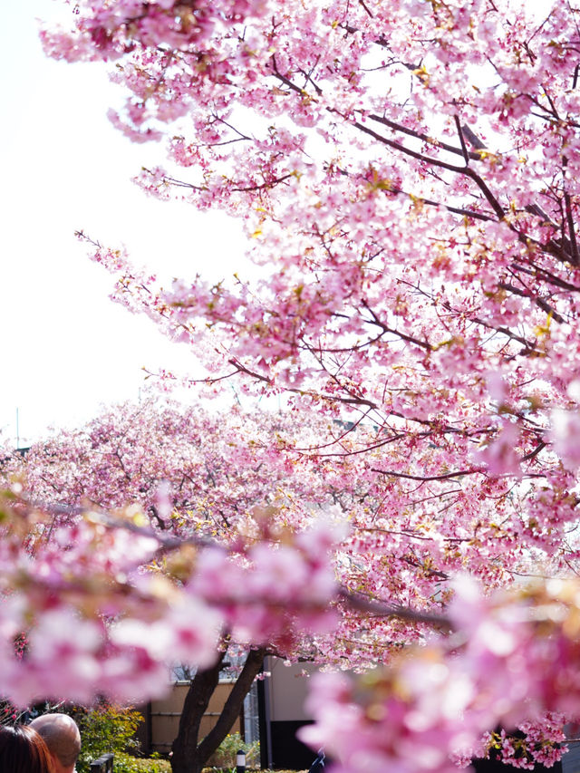 【伊豆×初春の旅】初春のお花見 はやっぱり河津