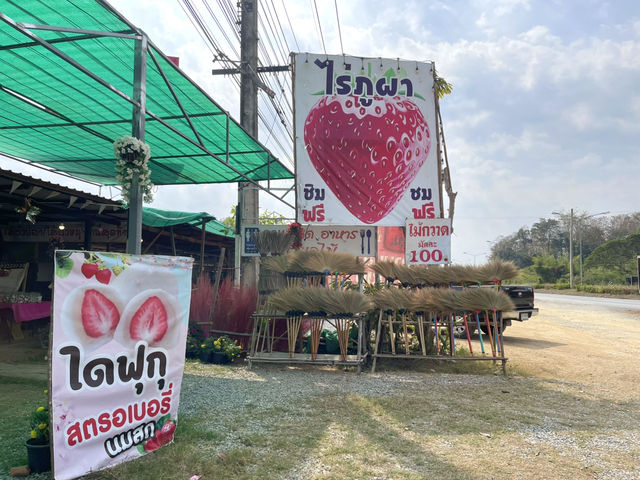 ไร่สตอเบอรี่ภูผาเด่นชัย จ.แพร่