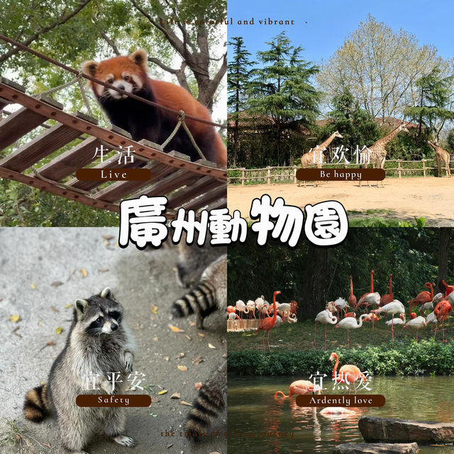 廣州動物園：在“動物的夢幻樂園”中發現童趣 🦁🌳