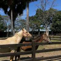 Rancho Charnvee Resort Khaoyai & CountryClub