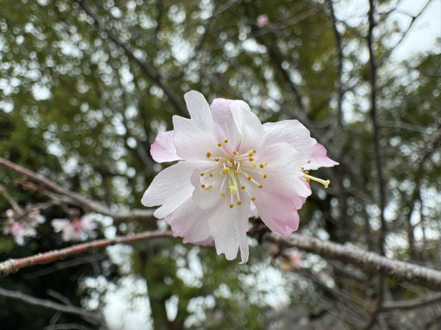 驚豔大阪城梅林的春日魅力🌸