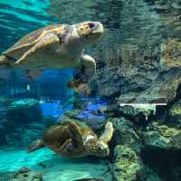 墨田水族館～暢游於水下奇幻世界