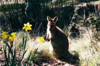 Nature in Launceston — The Cataract Gorge