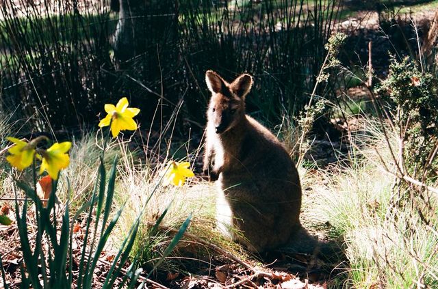 Nature in Launceston — The Cataract Gorge