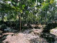 Paku Rock Maze Garden: A Nature Lover’s Puzzle