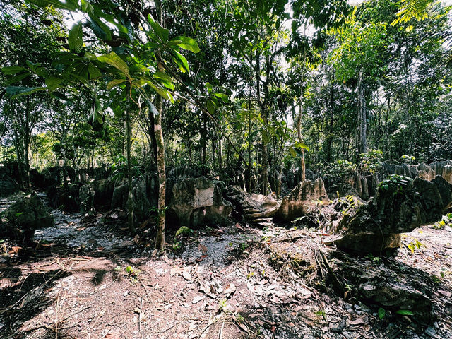 Paku Rock Maze Garden: A Nature Lover’s Puzzle