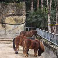 Pandas Have Priority at Chongqing Zoo.