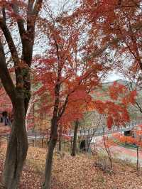 가을 단풍여행 스팟🍁