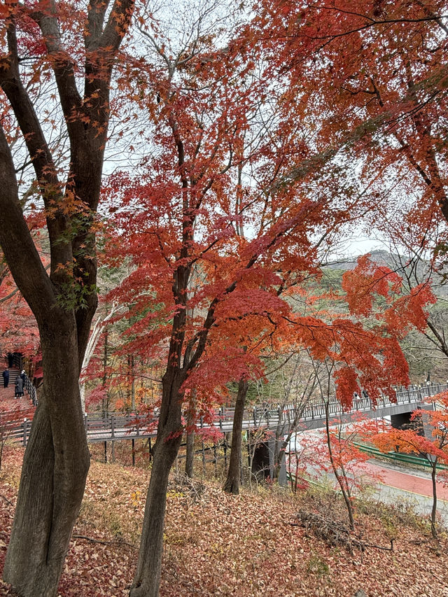 가을 단풍여행 스팟🍁