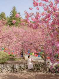 겹벚꽃과 사찰의 풍경이 아름다운 순천 선암사🌸