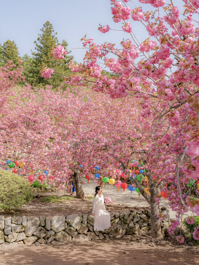 겹벚꽃과 사찰의 풍경이 아름다운 순천 선암사🌸