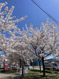 札幌圓山公園的櫻花夢幻之旅 🌸🌳