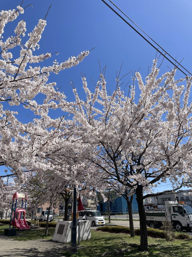 札幌圓山公園的櫻花夢幻之旅 🌸🌳