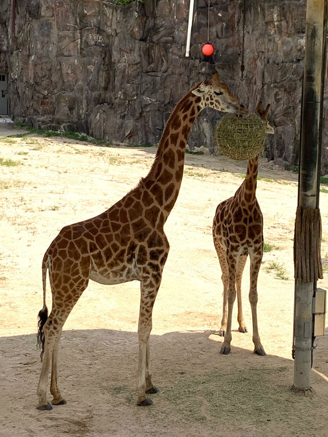 首爾動物愛好者一日遊：與自然親密接觸的樂園🦁🐒