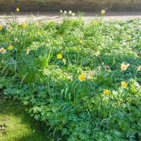 Spring Serenity in Oxford’s Gardens