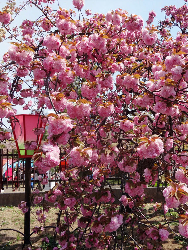 大阪賞櫻，千萬不要錯過🌸造幣局🌸