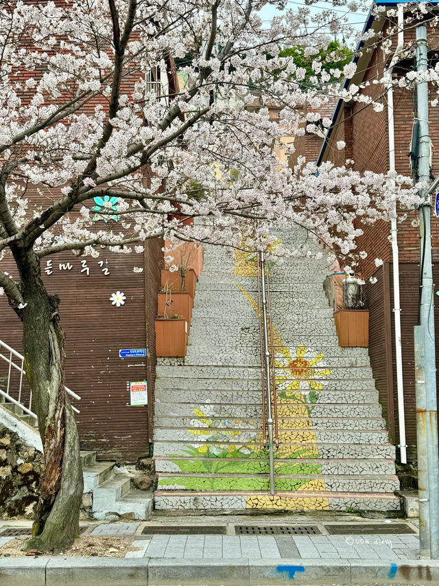 한국 최초 현수식 모노레일이있는 부산벚꽃여행코스🌸