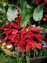 A Lush Green Escape at Menara DBKL 3