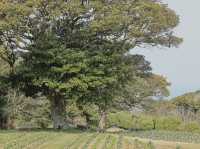 能古島海島公園：用不落幕的詩意花園