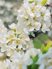 Plum blossoms at Jintang Liziyuan