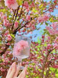 Chasing Sakura at Nami Island