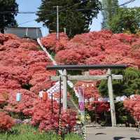 Chasing Azalea at Tenno Shrine