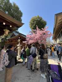 博多櫛田神社開季賞樱🌸