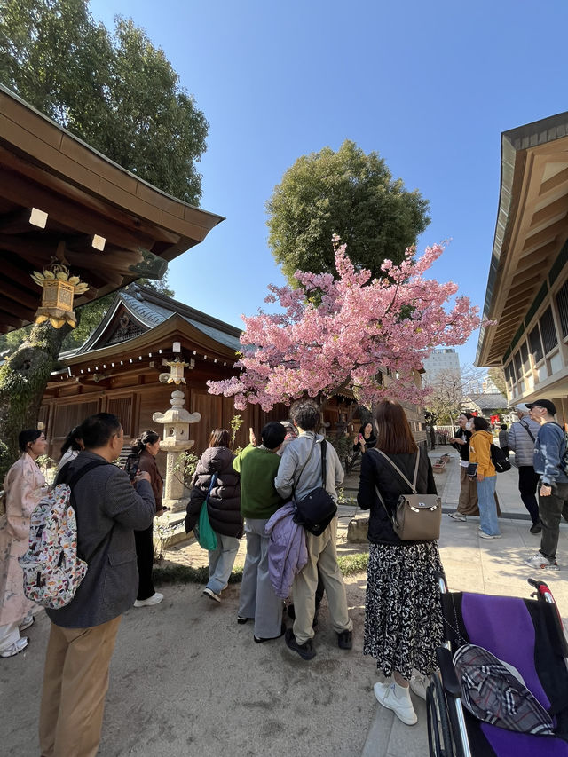博多櫛田神社開季賞樱🌸