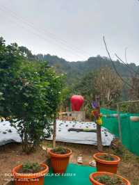 DARJEELING HIMALAYAN STRAWBERRIES GARDEN.(Hills Agro-Tourism)
