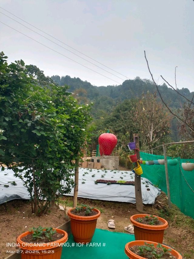DARJEELING HIMALAYAN STRAWBERRIES GARDEN.(Hills Agro-Tourism)