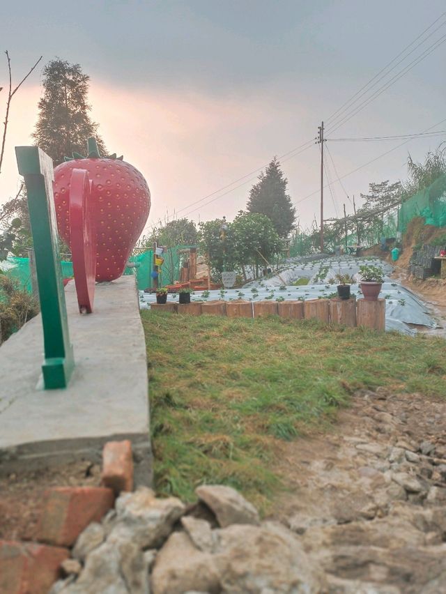 DARJEELING HIMALAYAN STRAWBERRIES GARDEN.(Hills Agro-Tourism)