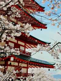 まるで日本の絵葉書✨新倉山浅間公園で絶景富士ビュー！