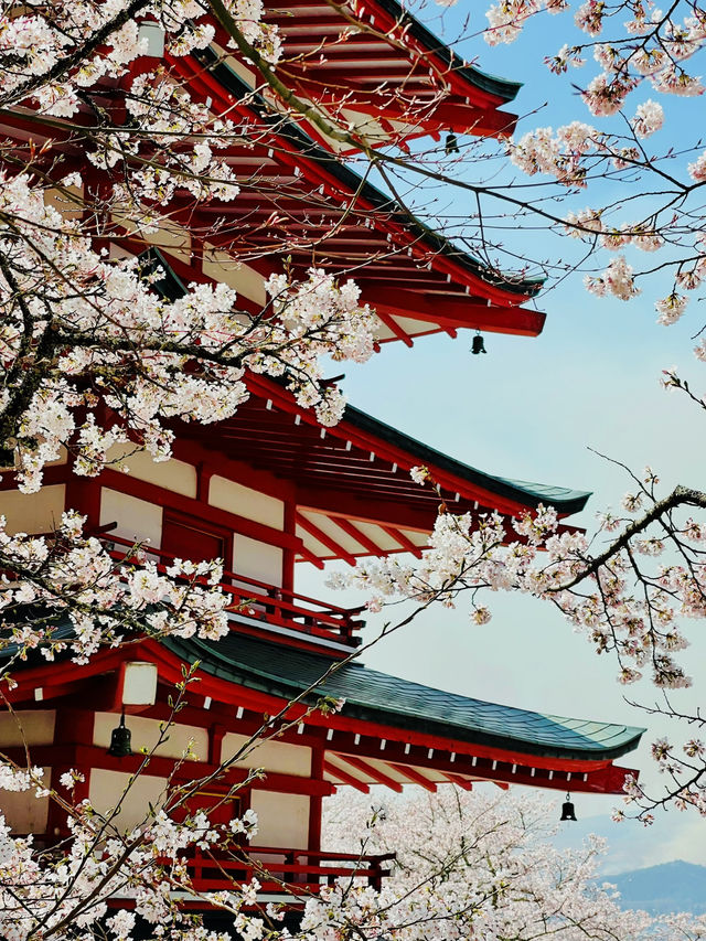 まるで日本の絵葉書✨新倉山浅間公園で絶景富士ビュー！