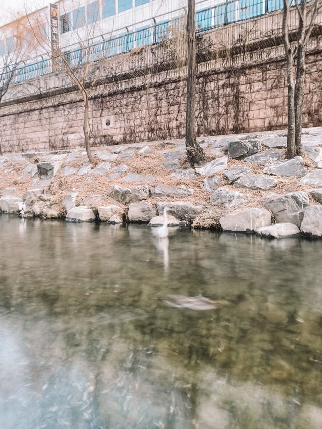 One find day at Cheonggyecheon Stream in Seoul 🇰🇷