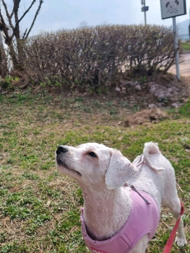 강아지와 산책하며 힐링하기 좋은 한적한 한강공원🏞