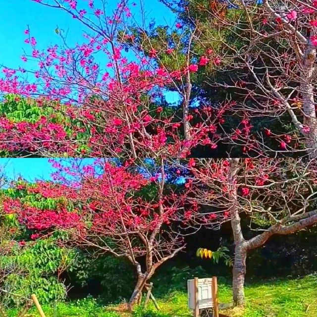 沖繩