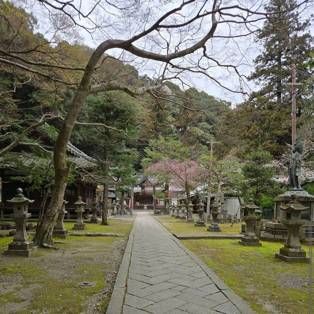Minoo Park – "A Hidden Cherry Blossom Trail Near Osaka"