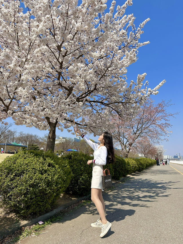 벚꽃 명소 추천!!
