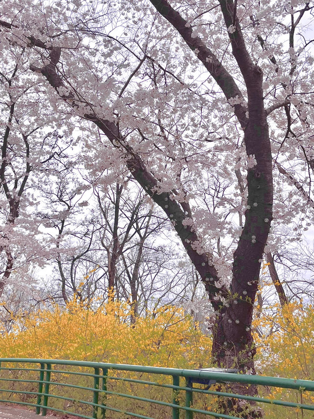 遊園地でお花見🌸⁉️ 大邱 Eワールドの魅力✨💗 遊園地でお花見🌸⁉️ 大邱 Eワールドの魅力✨💗