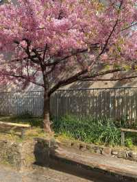 Springtime magic 